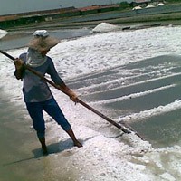 Sumenep Diguyur Hujan, Ratusan Hektar Garam Gagal Panen