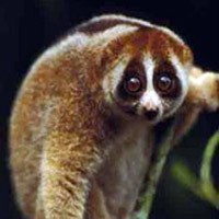 BKSDA Obrak Penjualan Satwa Liar di Kota Malang