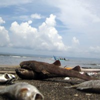 Aktivis Lingkungan Banyuwangi Kecam Pernyataan Bapedal