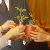 Microsoft Tanam Pohon Server