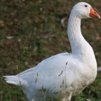 Polisi Nyanyikan Lagu Selamat Ulang Tahun Untuk Pencuri