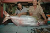 Wow! Ikan Patin Seberat 43 Kg Ditangkap di Sungai Musi