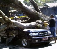 Tahun 2008, 40 Warga Jakarta Klaim Asuransi Pohon Tumbang