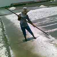 Musim Hujan, Petani Garam Rame-rame Beralih Profesi