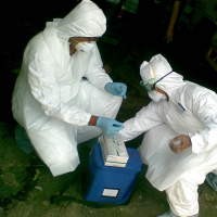 Tempat Pemotongan Ayam Milik Dadan Negatif Virus AI