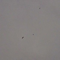 3 Burung Hitam Melintas, Suasana Tenggulun Berubah Histeris