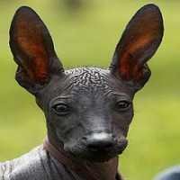 Anjing Ompong Ditawarkan Untuk Keluarga Obama