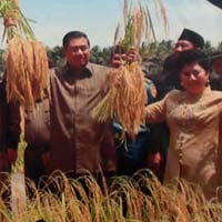 SBY Panen Padi Bernas Prima