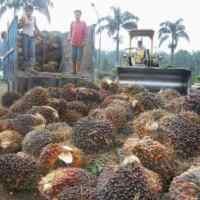 Harga CPO Terus Anjlok 