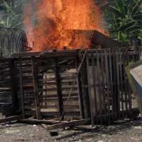 Puluhan Unggas di Semarang Dibakar karena Terjangkit AI