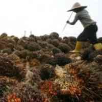 Produsen Siap Negosiasi Ulang Kontrak CPO