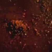 Pengelola Ancol: Itu Hewan Herbivora, Tak Berbahaya untuk Manusia