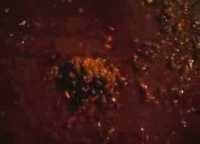 Tim BPLHD Jakarta Turun ke Ancol Cek Kabar Monster