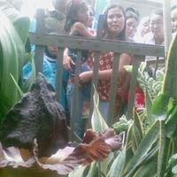 Bunga Bangkai Hebohkan Warga Cengkareng