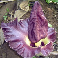 Bunga Bangkai Bermunculan di Banyuwangi