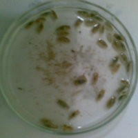 Monster Ancol Itu Penyerang Ikan, Bisa Dibikin Rempeyek