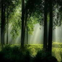 Pria Bugil Ditemukan Kebingungan di Hutan Lebat