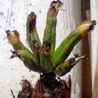 Almarhum M Naseh Suka Menolong Orang yang Kerasukan