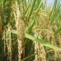 Studi Proyek Pertanian Bin Ladin Selesai Akhir 2008 