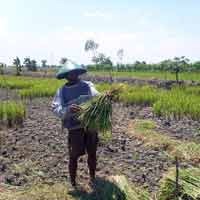 Hama Sundep Menyerang, Petani Kediri Resah