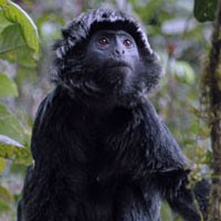 BKSDA Selamatkan Lutung Jawa dari Penjual Satwa Liar