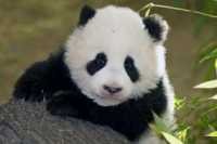 Gemas Ingin Peluk Panda, Pelajar Pria Terluka