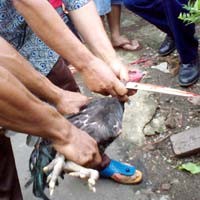 Ayam Disembelih, Warga Kampung Makassar Menangis
