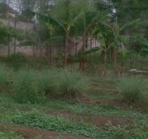 Tak Ada Penanganan Khusus Tangani Ular di Alam Sutera