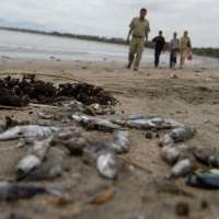 Pantai Kuta Kembali Dikotori Ikan dan Sampah