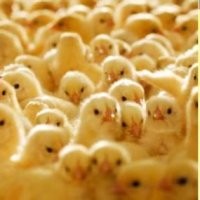 Charoen Pokphand Batal Bangun Pabrik di Lampung