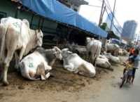 Jelang Lebaran Haji, Penjual Hewan Kurban Mulai Panen