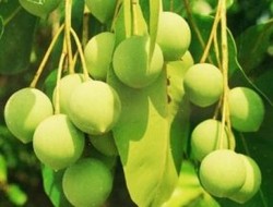 SBY Tanam Nyamplung di Cibinong