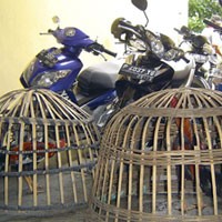 Penjudi Sabung Ayam Digiring ke Kantor Polisi