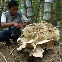 Jamur Raksasa Gegerkan Warga Magetan