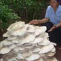 Jamur Raksasa Kembali Ditemukan di Magetan