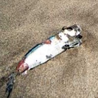 Ribuan Bangkai Ikan Usik Keindahanan Pantai Kuta