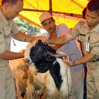 Hewan Qurban di Banyuwangi Diberi Antibiotik