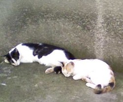 Kucing dan Anjing Liar di Jakarta yang Kena Razia Tidak Disuntik Mati