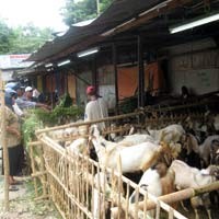 Harga Hewan Qurban Mahal, Picu Penjualan Turun
