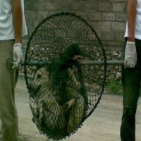 Tim Penyidik Asal Usul Rabies Dibentuk