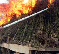 Polri Temukan Ladang Ganja Seluas 30 Hektar