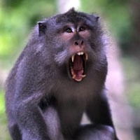 Menyambangi Monyet Pusuk di Lombok