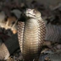 Hiii, Ada Ular Dalam Printer