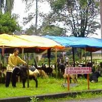 Pedagang Hewan Kurban Dilarang Jualan di Pinggir Jalan 