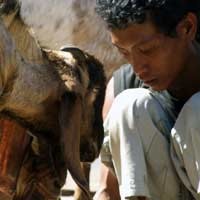 Kenali Ciri Hewan Kurban Yang Sehat dan Layak