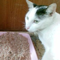 Jakarta Barat Lebih Tertarik Razia Ayam Dibanding Kucing