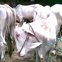Tempat Penjualan Hewan Qurban Diserbu Pembeli