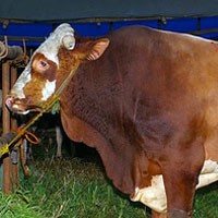 Idul Adha, SBY Sumbang Warga Pacitan Limousine