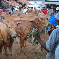 Harga Hewan Qurban di Madura Melonjak Drastis