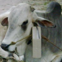 Daging Kurban Dibagikan ke Yayasan dan Ormas